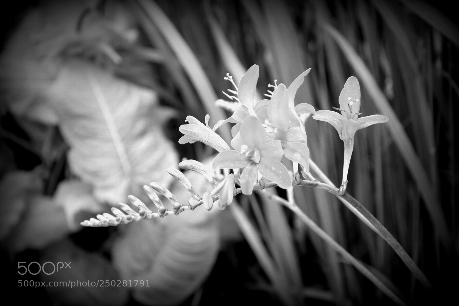 Nikon D3300 sample photo. Flower bw photography