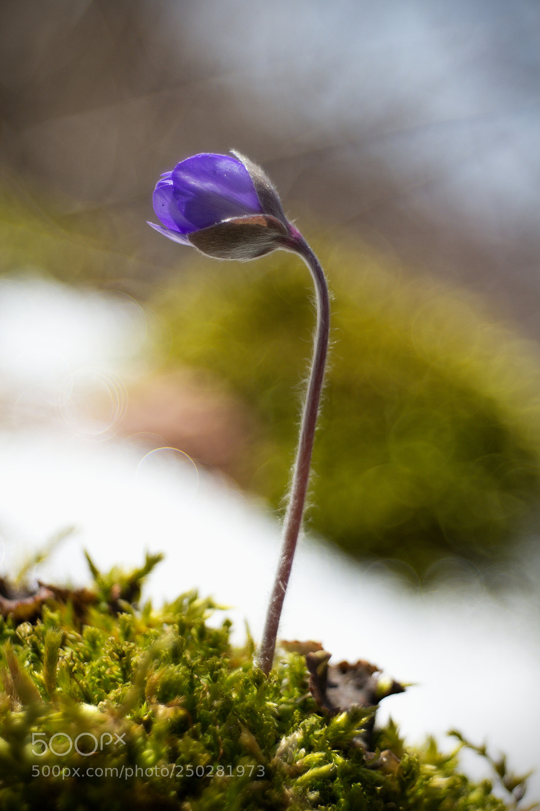 Canon EOS 60D sample photo. Spring coming. photography
