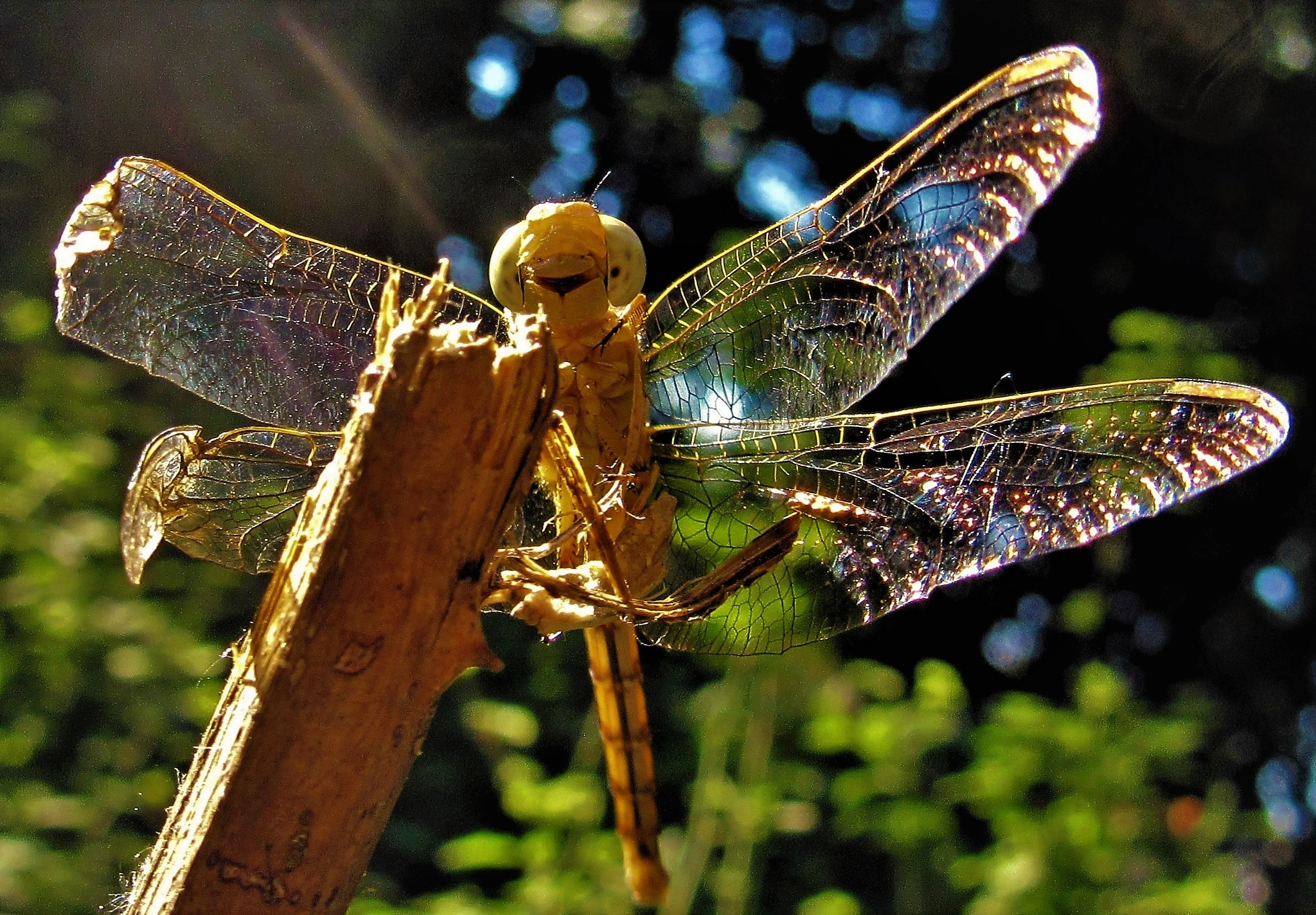 Canon PowerShot SX600 HS sample photo. Odonata photography