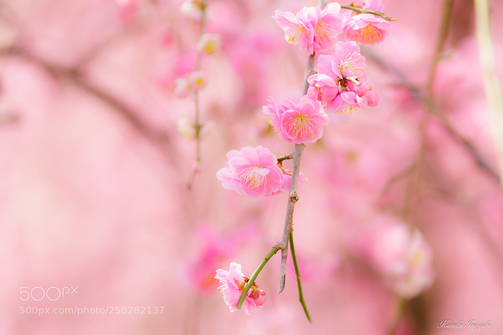 Sony a99 II sample photo. Red plum blossoms photography