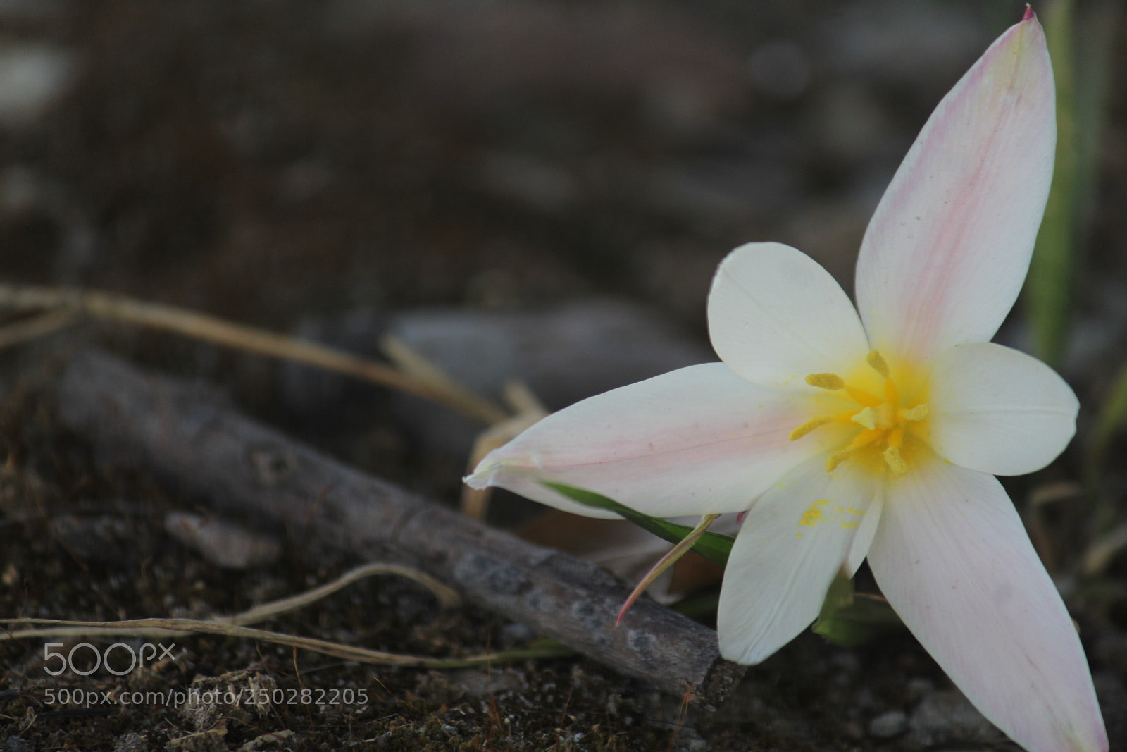 Canon EF-S 55-250mm F4-5.6 IS II sample photo. Untitled photography
