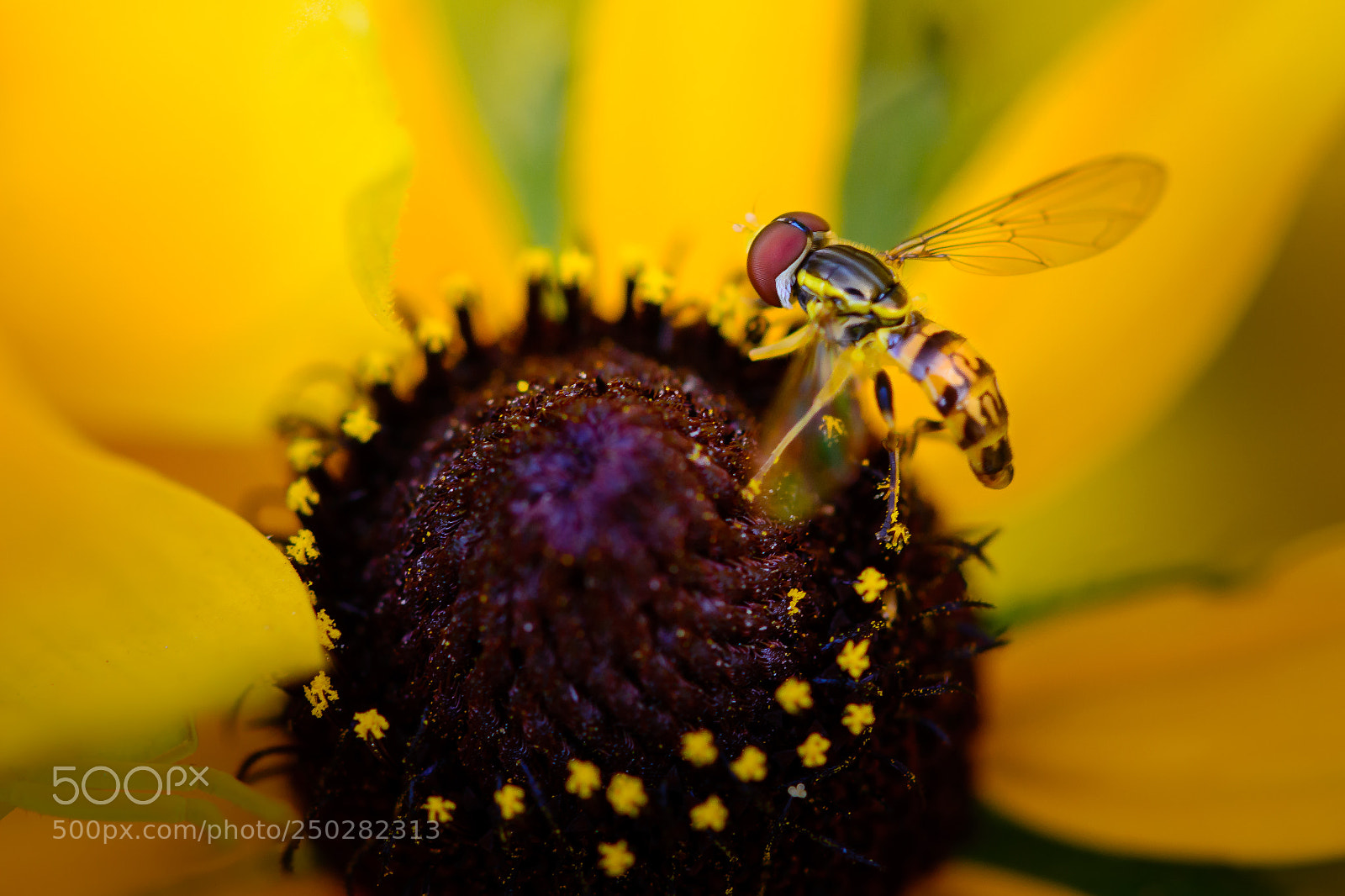 Nikon D7100 sample photo. On a circle of photography