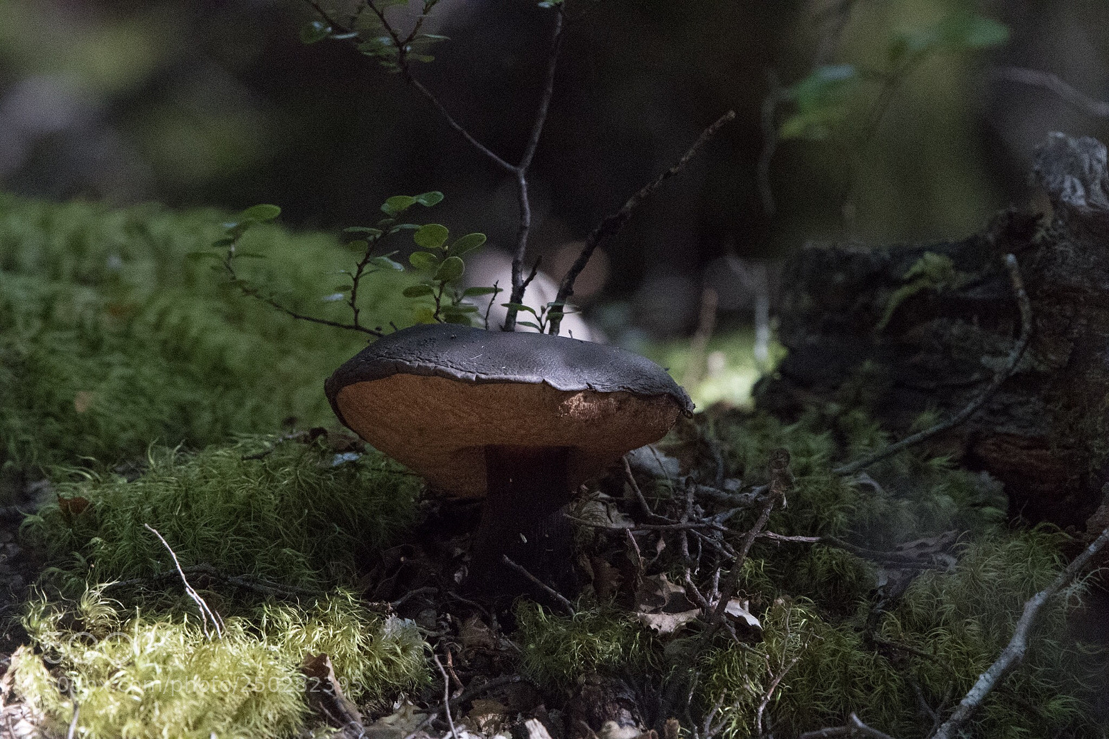 Nikon D500 sample photo. Velvet bolete
porphyrellus formosus photography