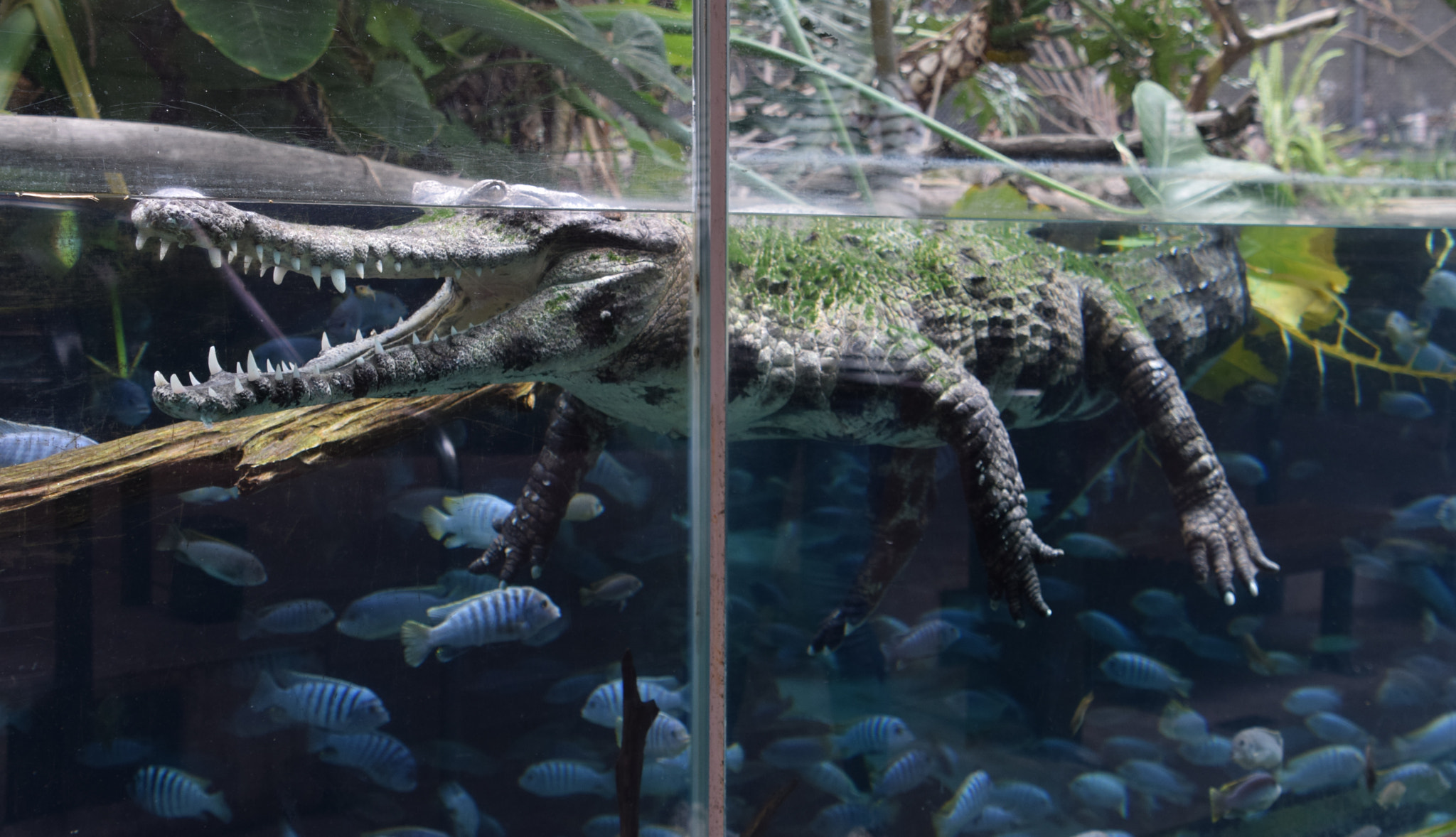 Nikon D5300 sample photo. Slender snouted crocodile at san diego zoo photography