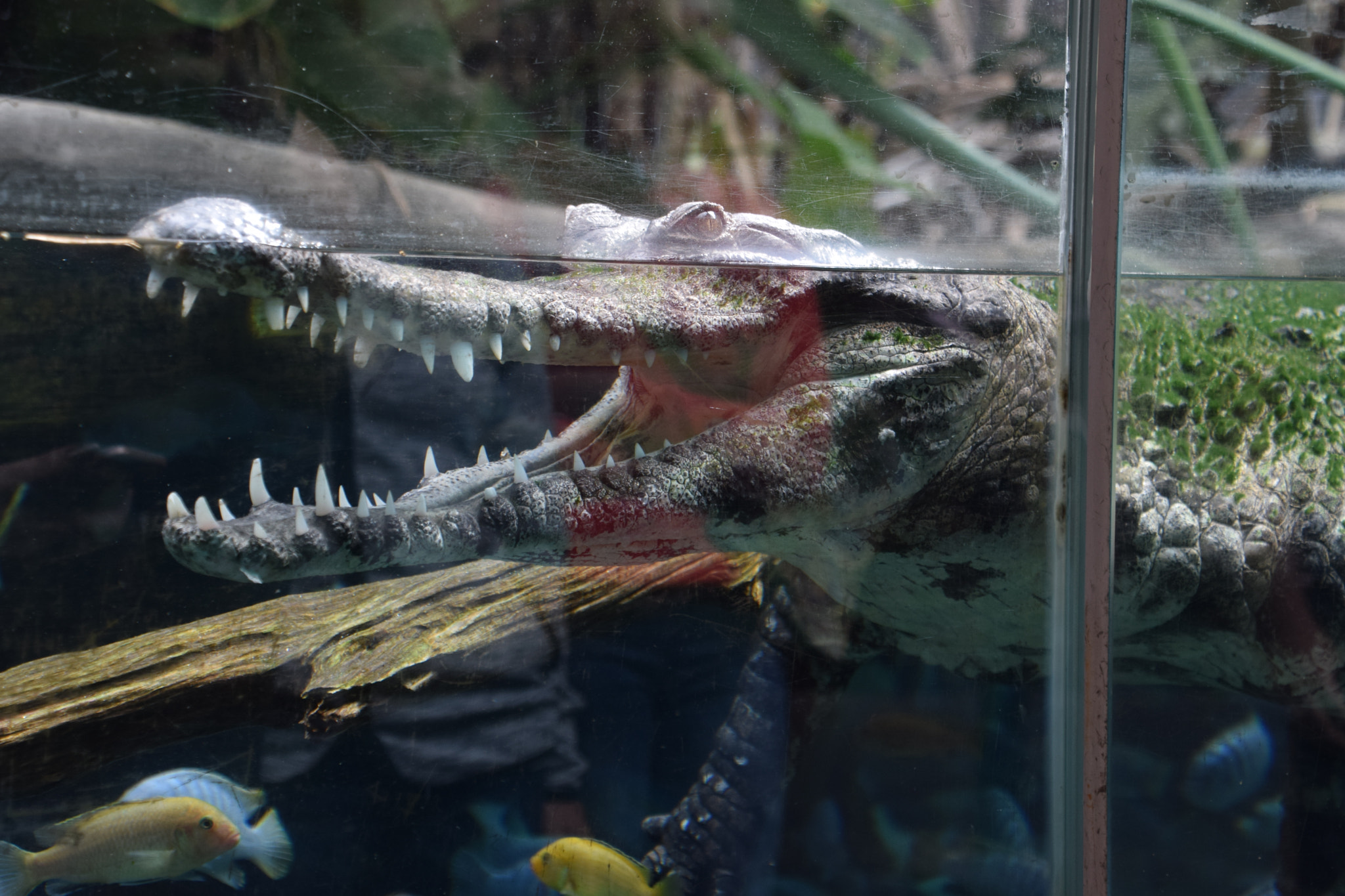 Nikon D5300 sample photo. Slender snouted crocodile at san diego zoo photography