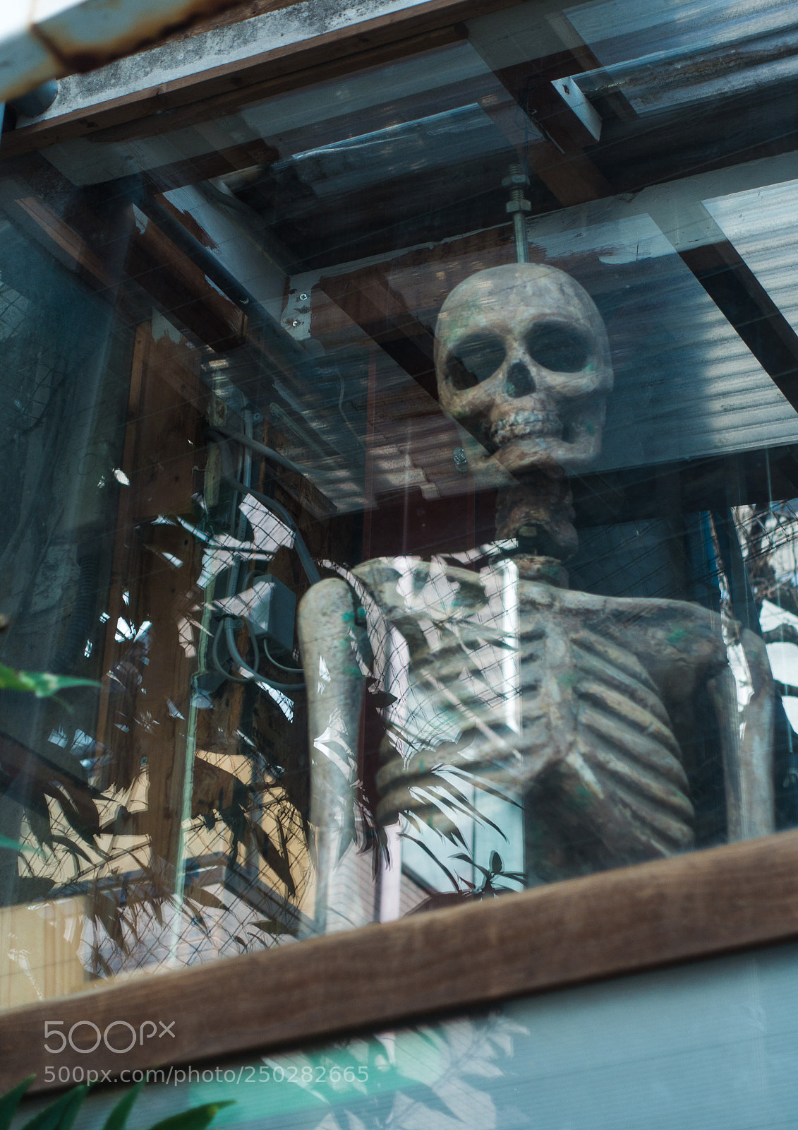 Sony Cyber-shot DSC-RX100 III sample photo. 骸骨　skull photography
