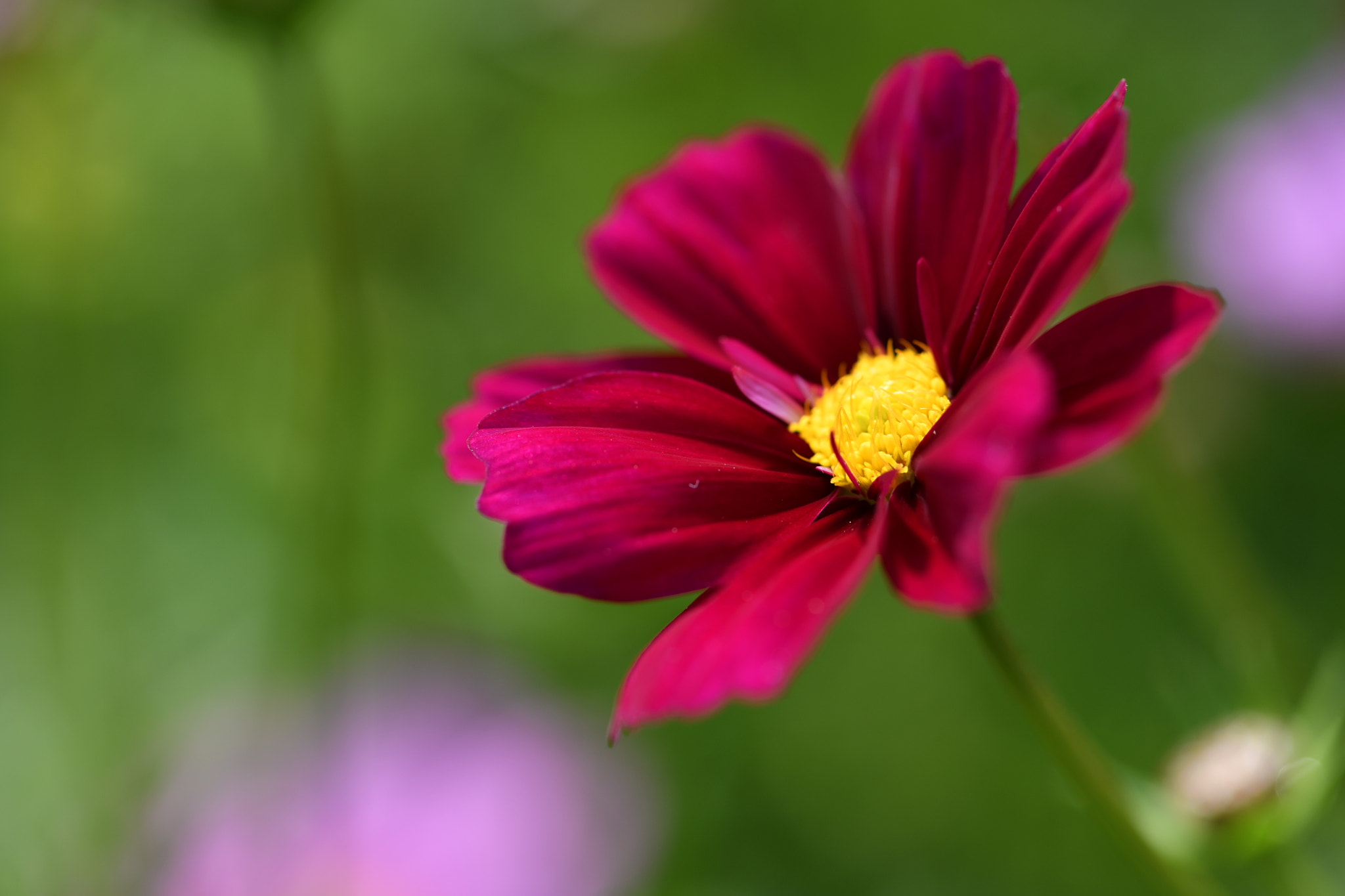 Nikon AF-S Micro-Nikkor 105mm F2.8G IF-ED VR sample photo