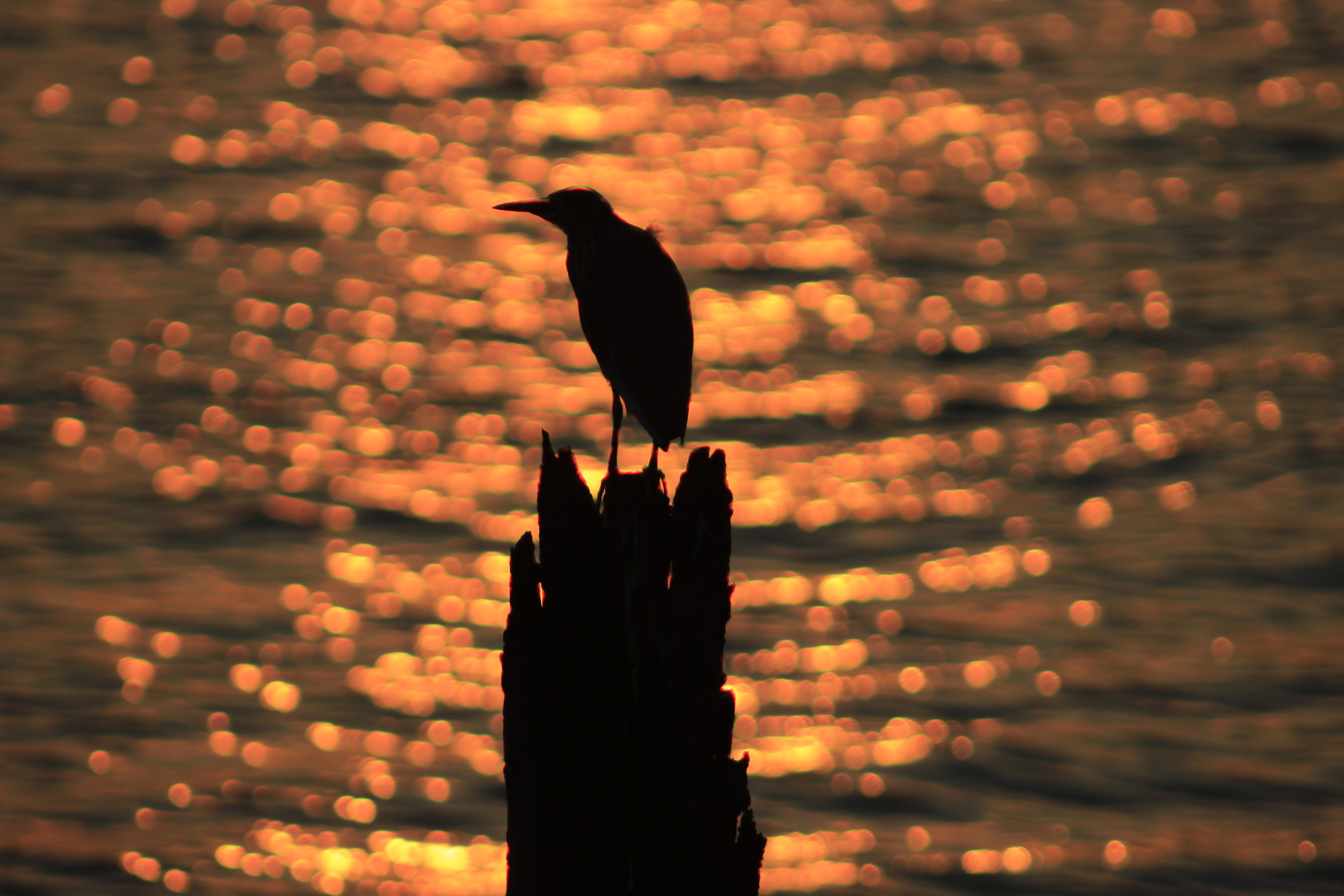 Canon EF 75-300mm f/4-5.6 sample photo. Golden moment photography