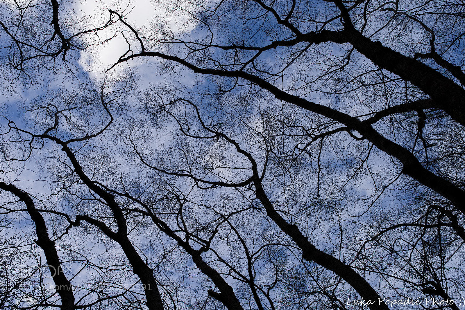 Pentax K-1 sample photo. Tree photography