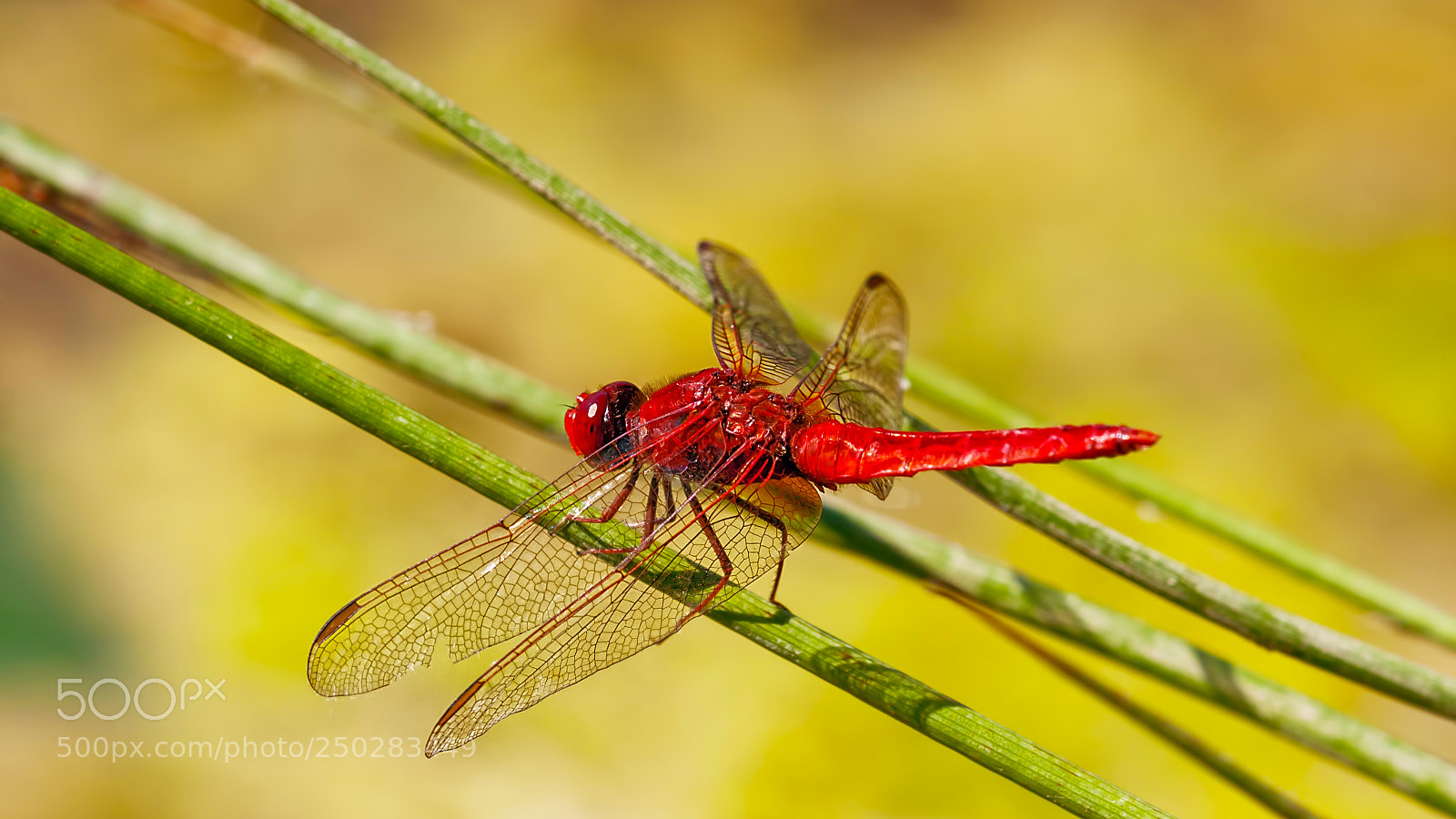 Canon EOS 40D sample photo. Ready for take-off (16415) photography