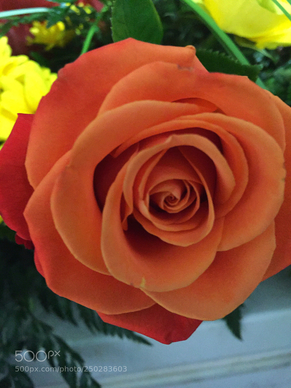 Apple iPhone 6 Plus sample photo. Today’s flower ?  photography