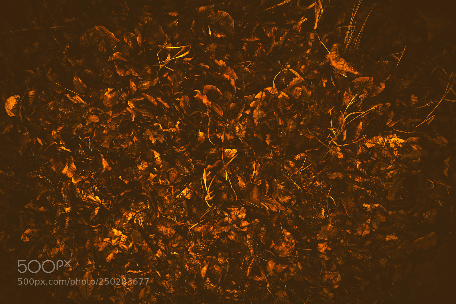 Sony a7 sample photo. Golden foliage in autumn photography