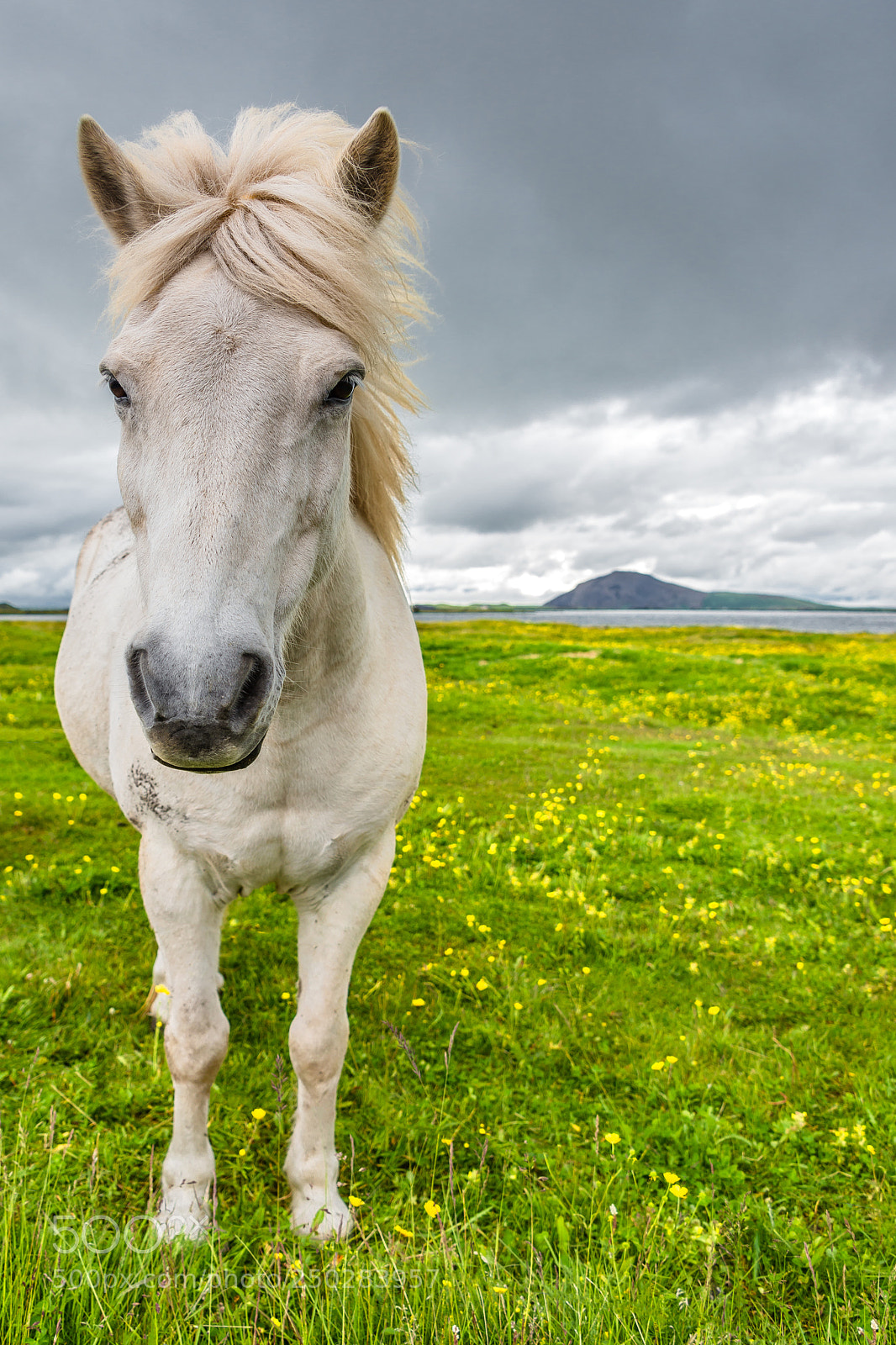 Nikon D800 sample photo. Icelandic horse and beautiful photography