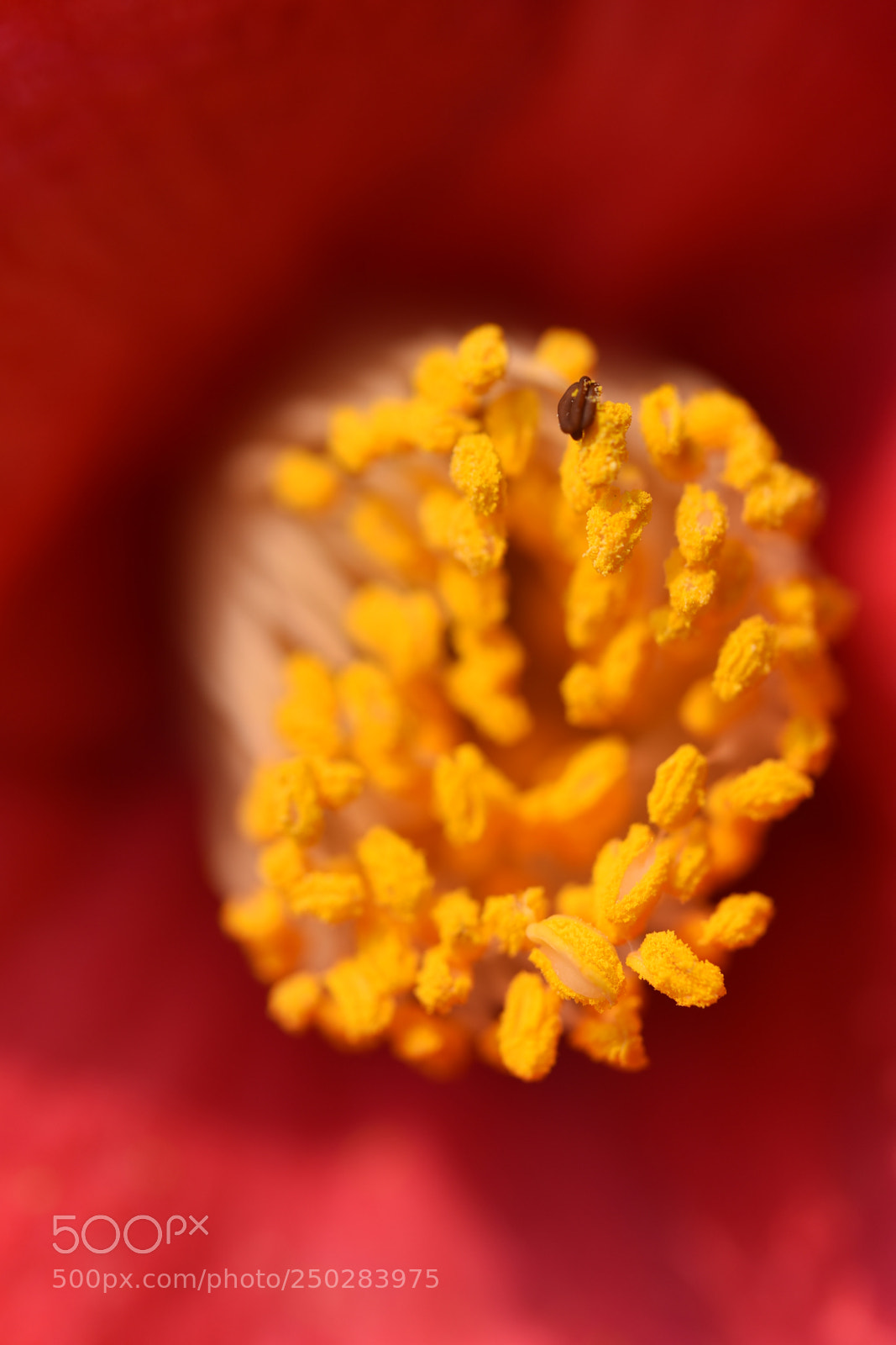 Nikon D810 sample photo. 花蕾 photography