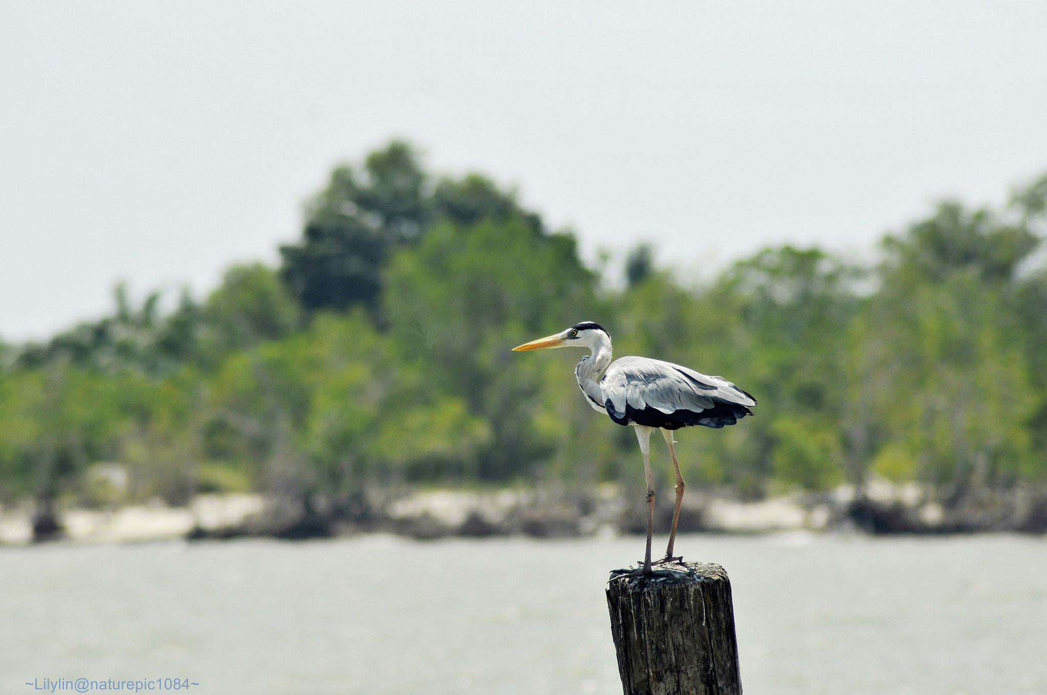 Nikon AF Nikkor 70-300mm F4-5.6G sample photo. Grey heron photography