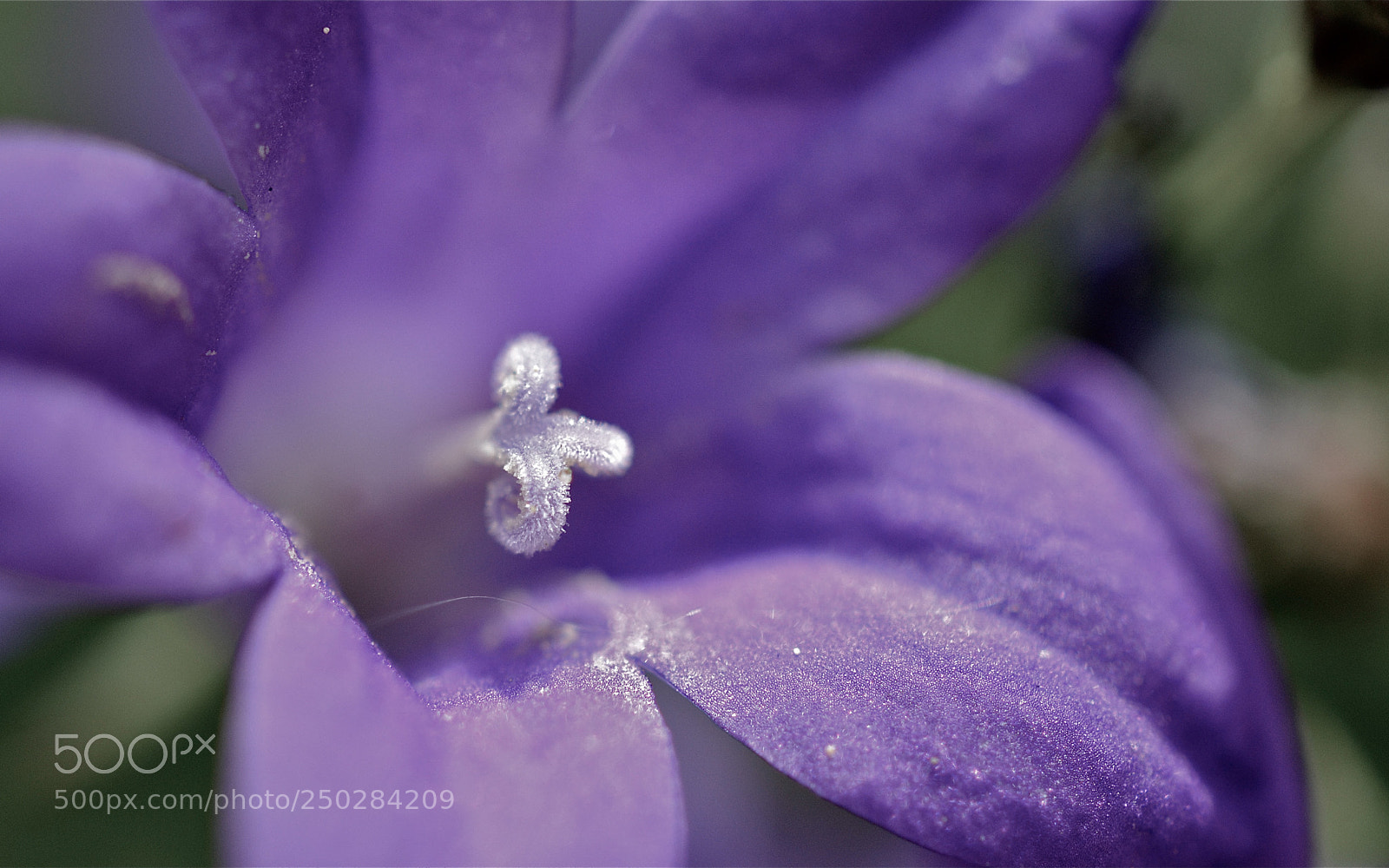 Nikon D3100 sample photo. Makro von blume photography