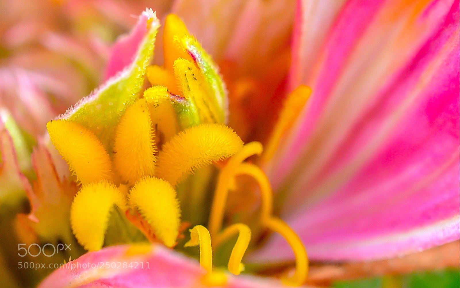 Nikon D3100 sample photo. Makro von blume photography
