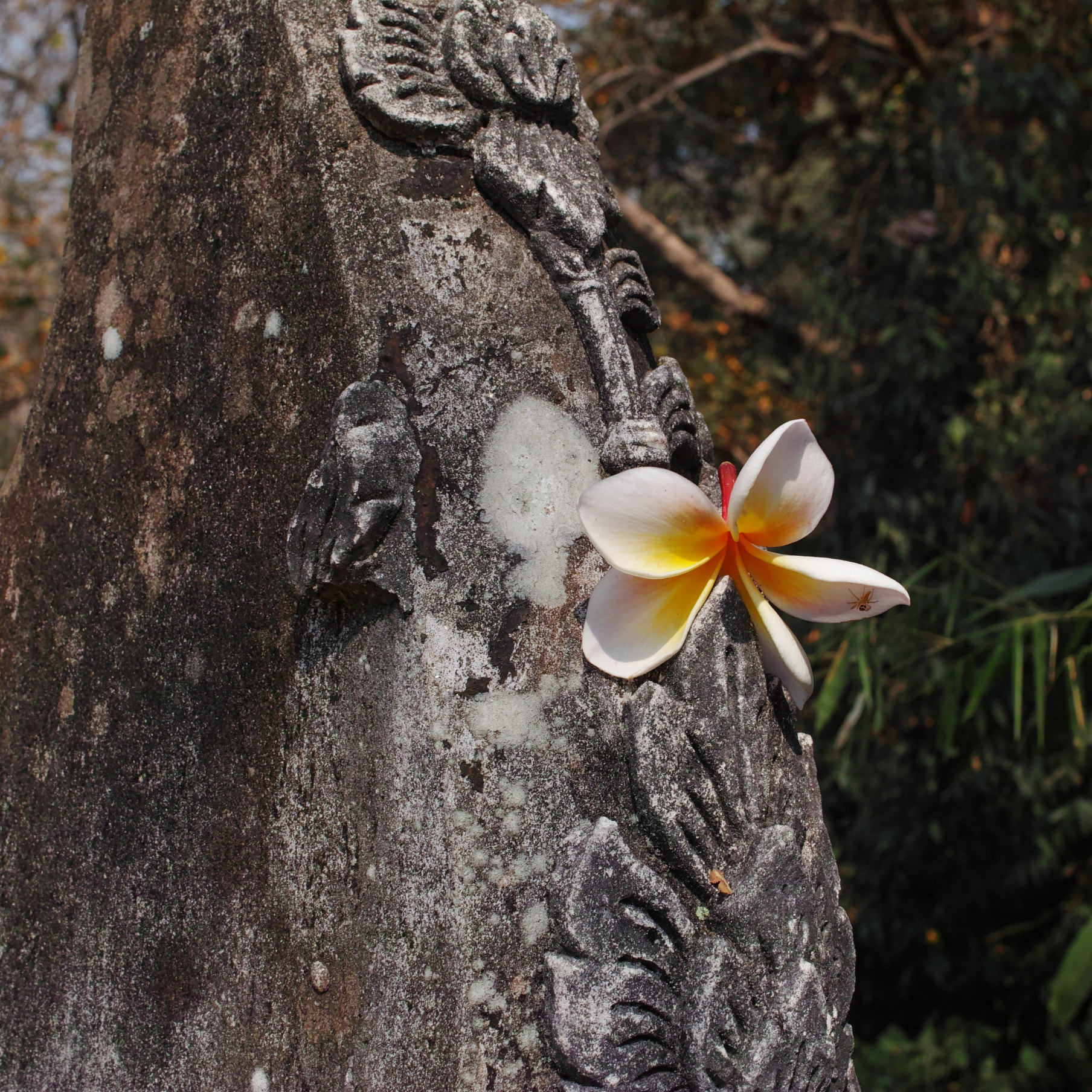 Sigma sd Quattro sample photo. Flower photography