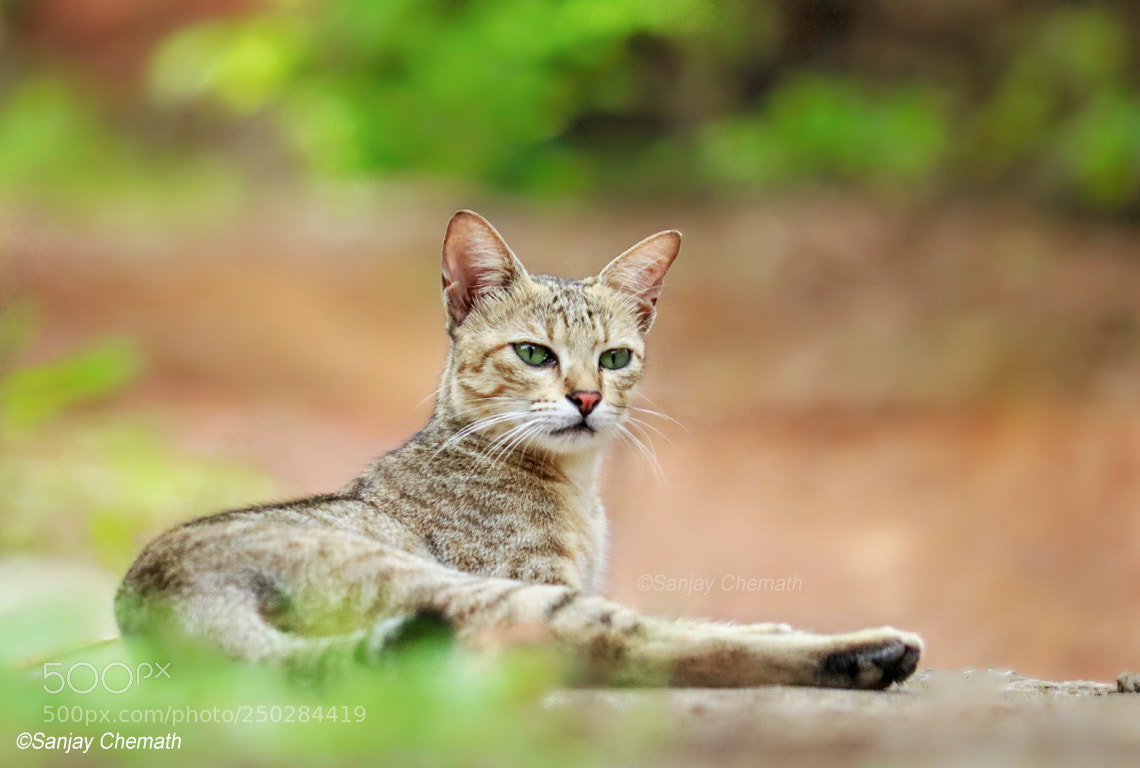 Canon EOS 760D (EOS Rebel T6s / EOS 8000D) sample photo. Pet photography