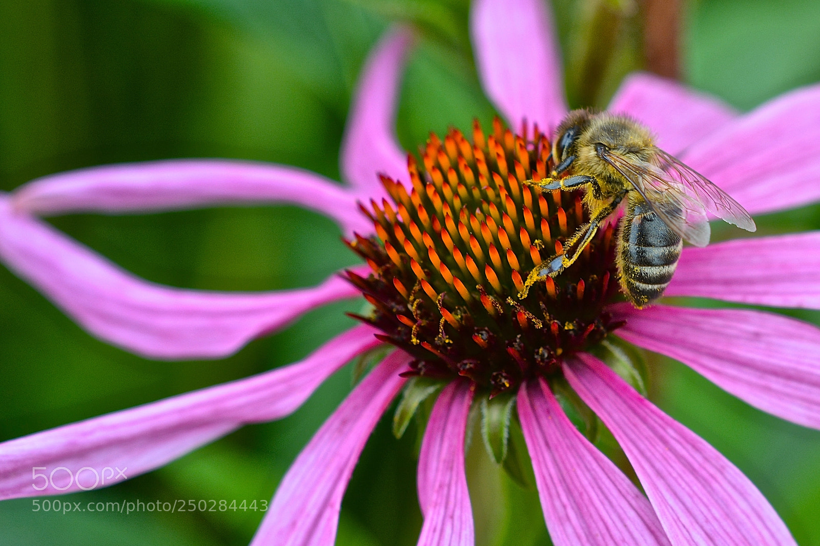 Nikon D5200 sample photo. Makro von blume photography