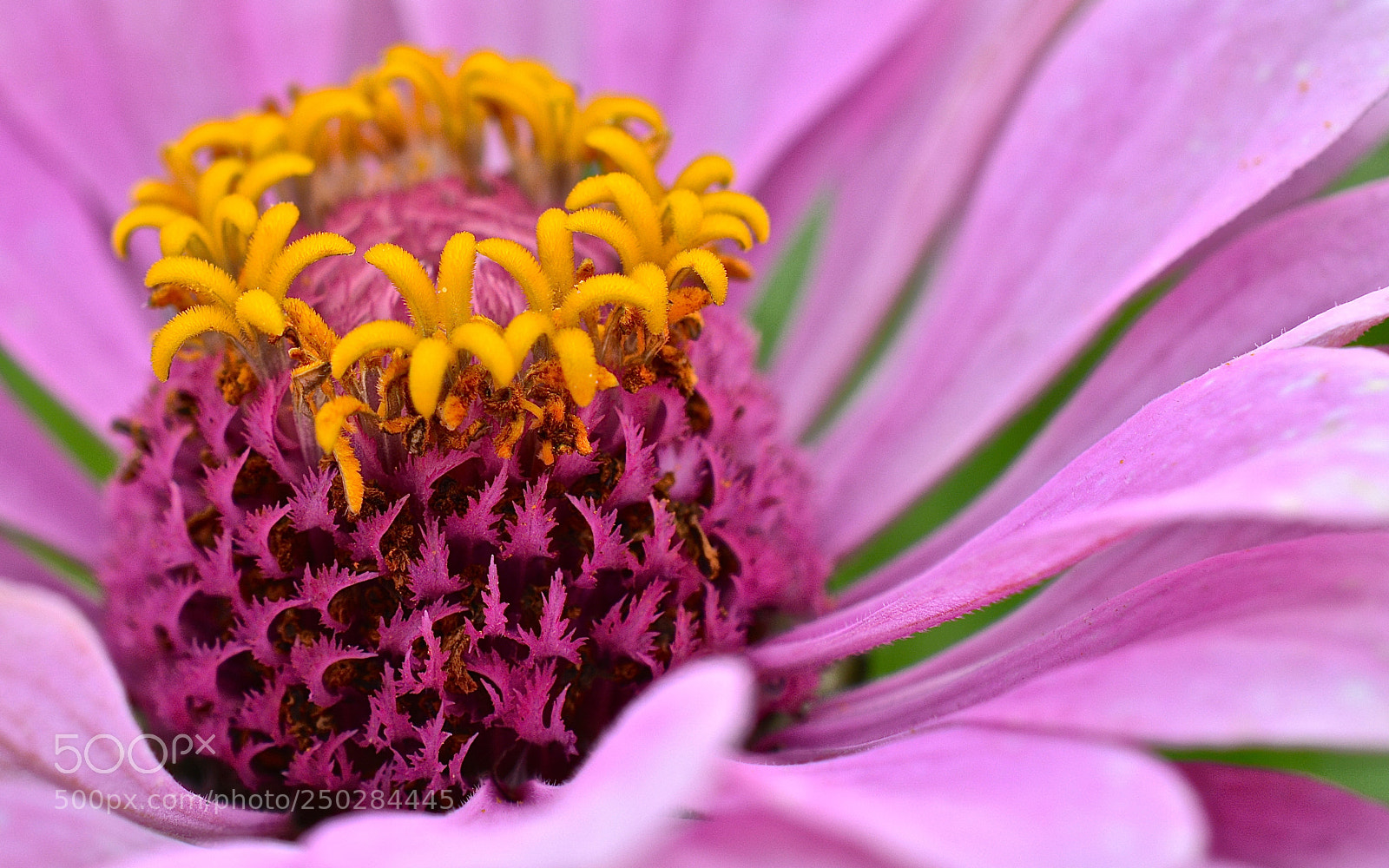 Nikon D5200 sample photo. Makro von blume photography