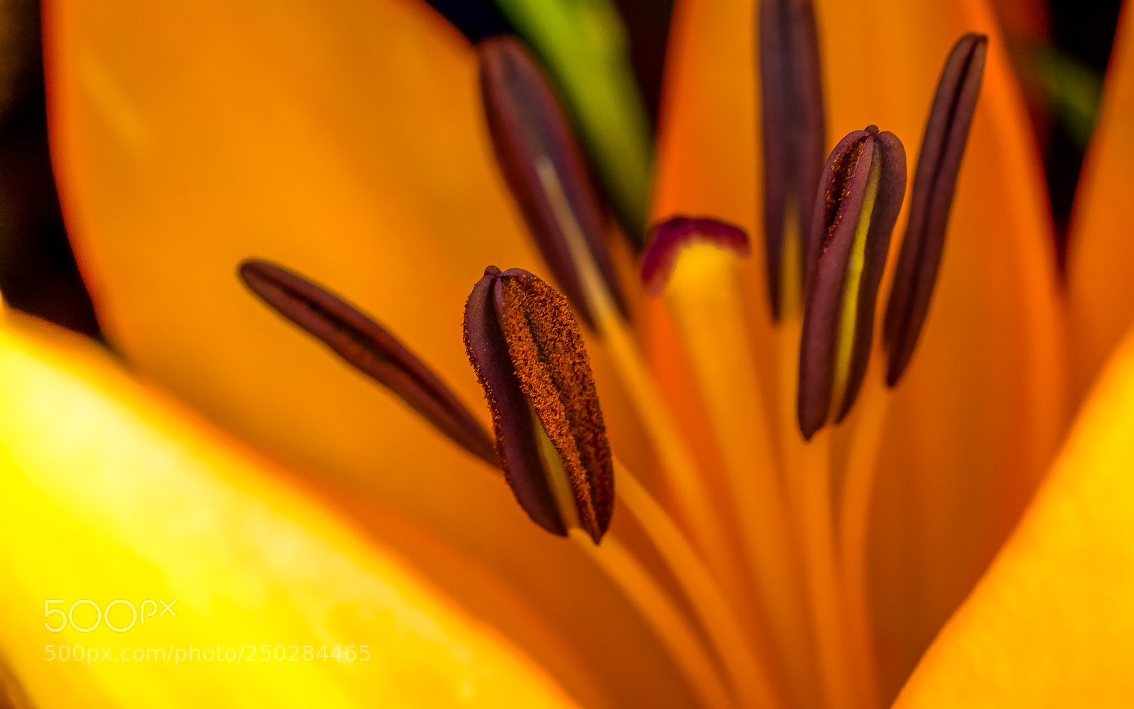 Nikon D7100 sample photo. Makro von blume photography