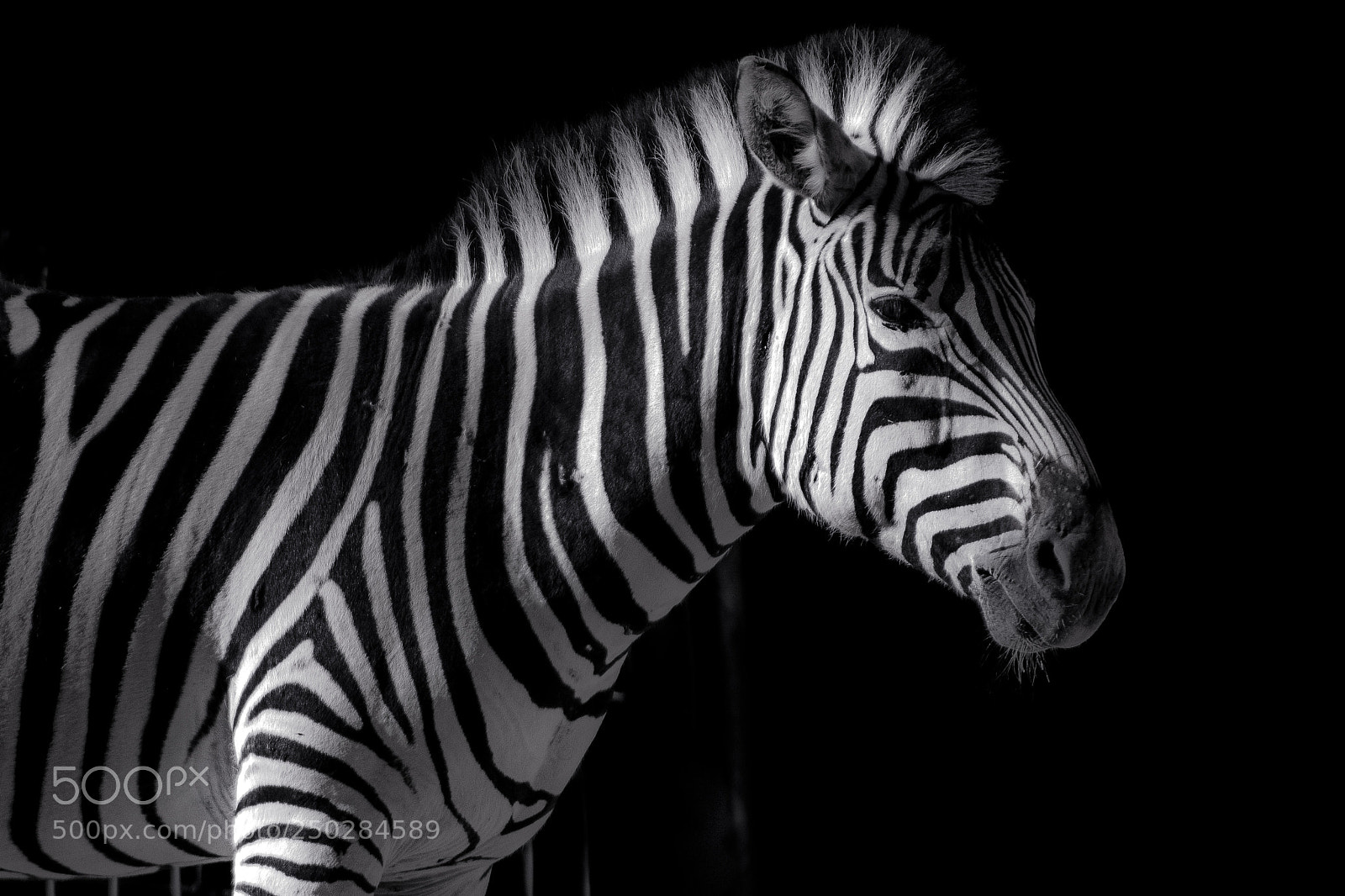 Nikon D7100 sample photo. Zoo zürich zebra photography
