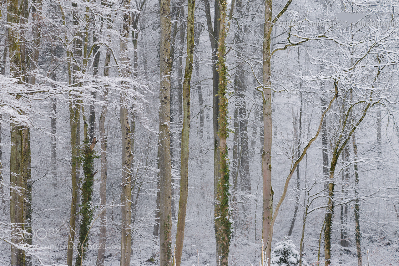 Canon EOS 70D sample photo. White winter forest photography