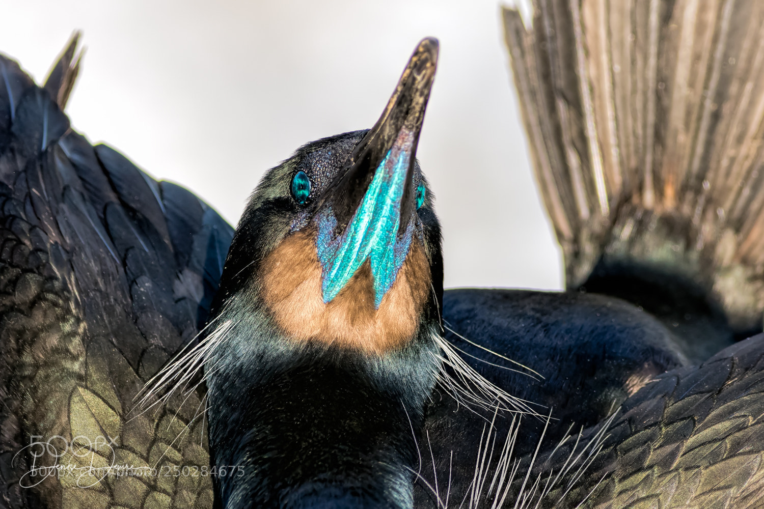 Canon EOS 7D Mark II sample photo. Brandt's cormorant photography