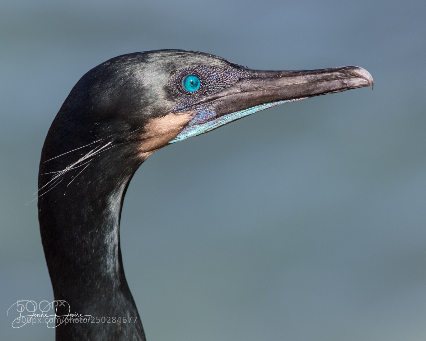 Canon EOS 7D Mark II sample photo. Brandt's cormorant photography