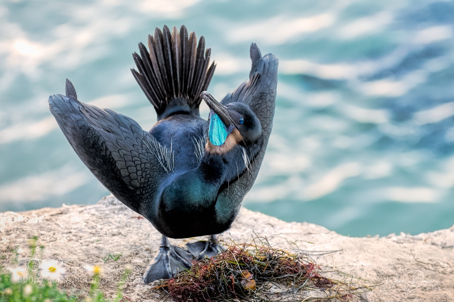 Fujifilm X-T1 sample photo. Brandt's cormorant photography