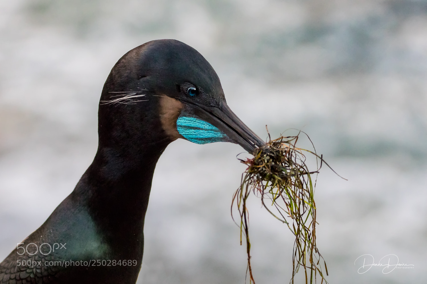 Canon EOS 7D Mark II sample photo. Brandt's cormorant photography