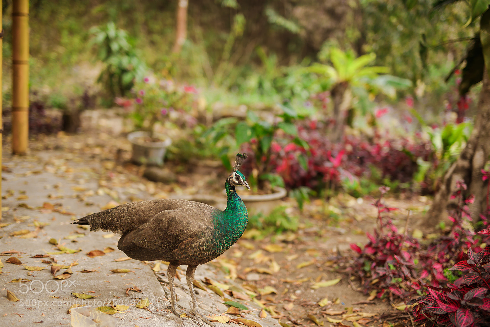 Canon EOS 5D Mark IV sample photo. Untitled photography