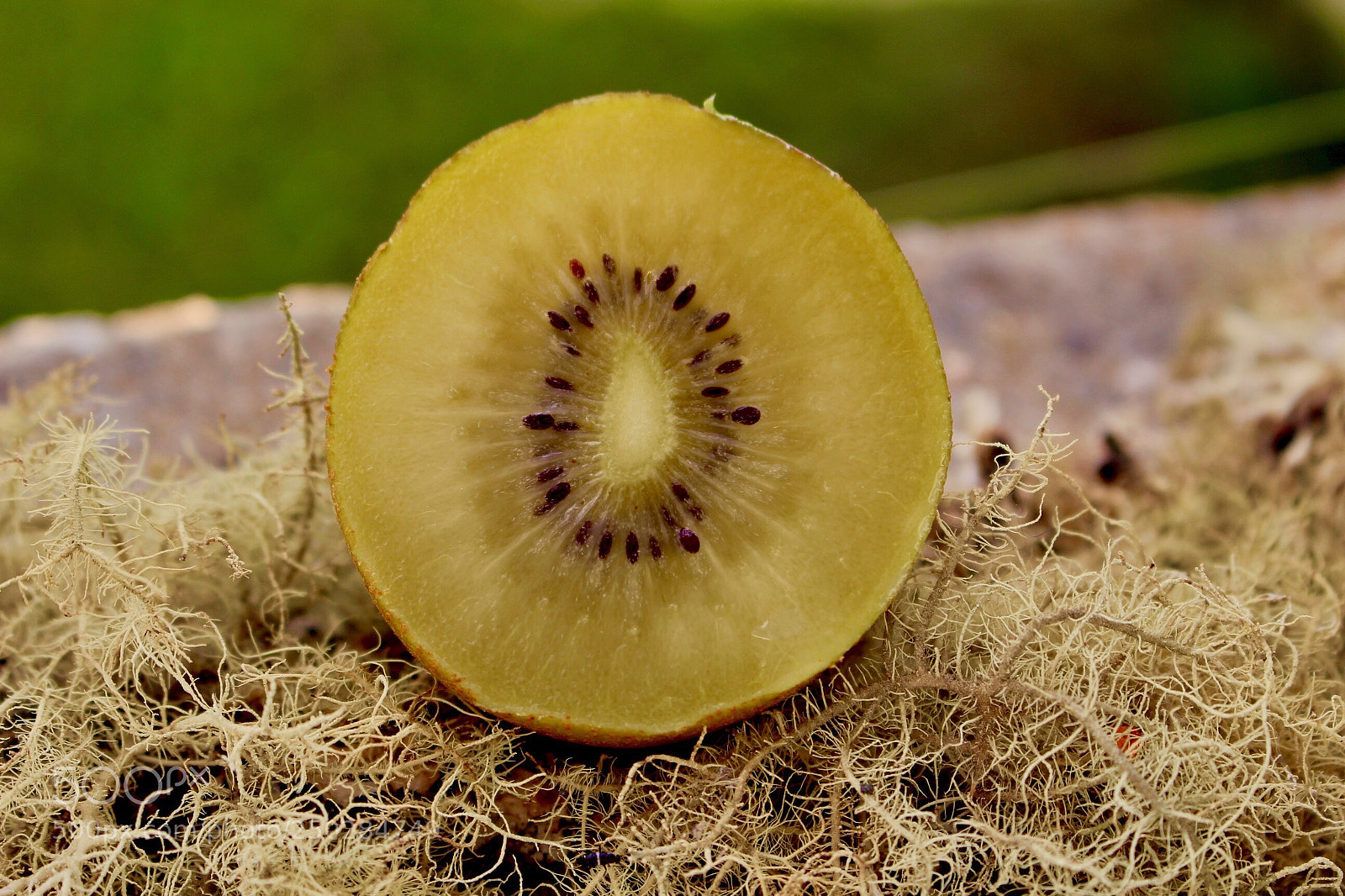 Canon EOS 100D (EOS Rebel SL1 / EOS Kiss X7) sample photo. Yellow kiwi on lichen photography
