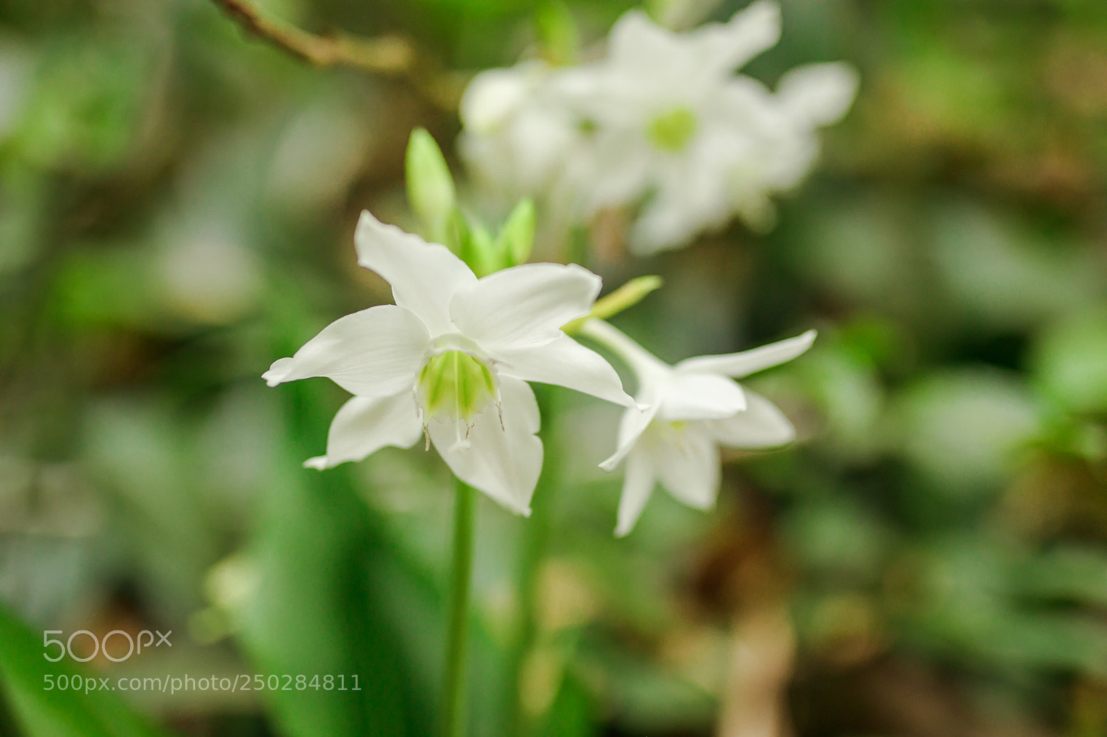 Canon EOS 5D Mark IV sample photo. Untitled photography