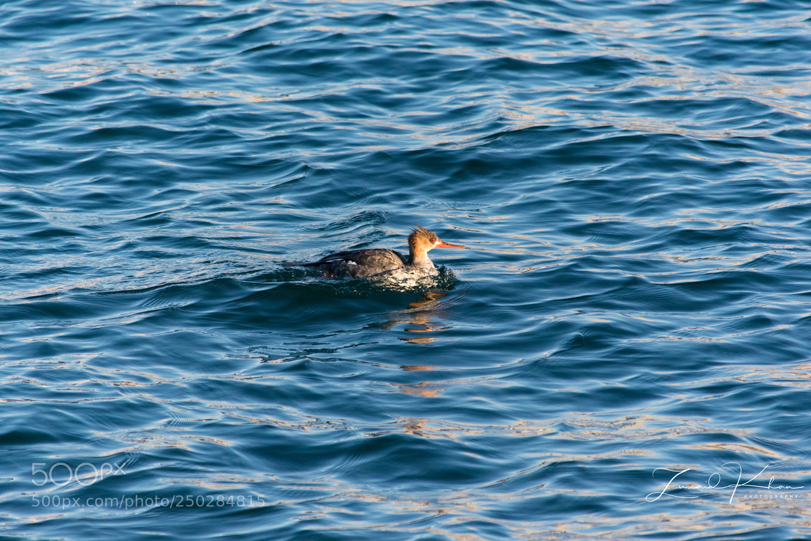 Nikon D3400 sample photo. Female red breasted merganser  photography