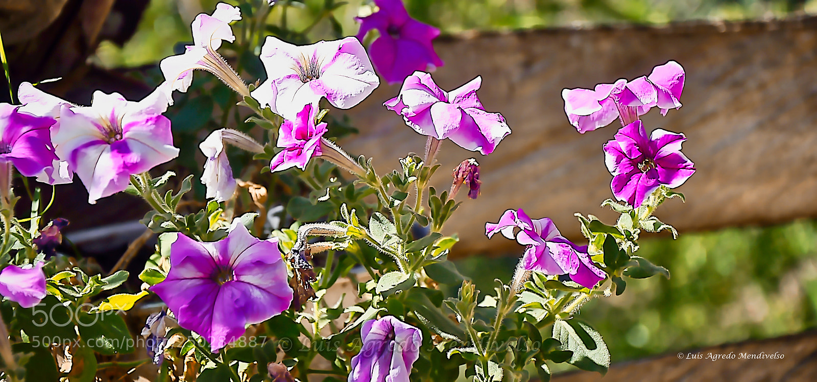 Nikon D90 sample photo. The dance of the photography