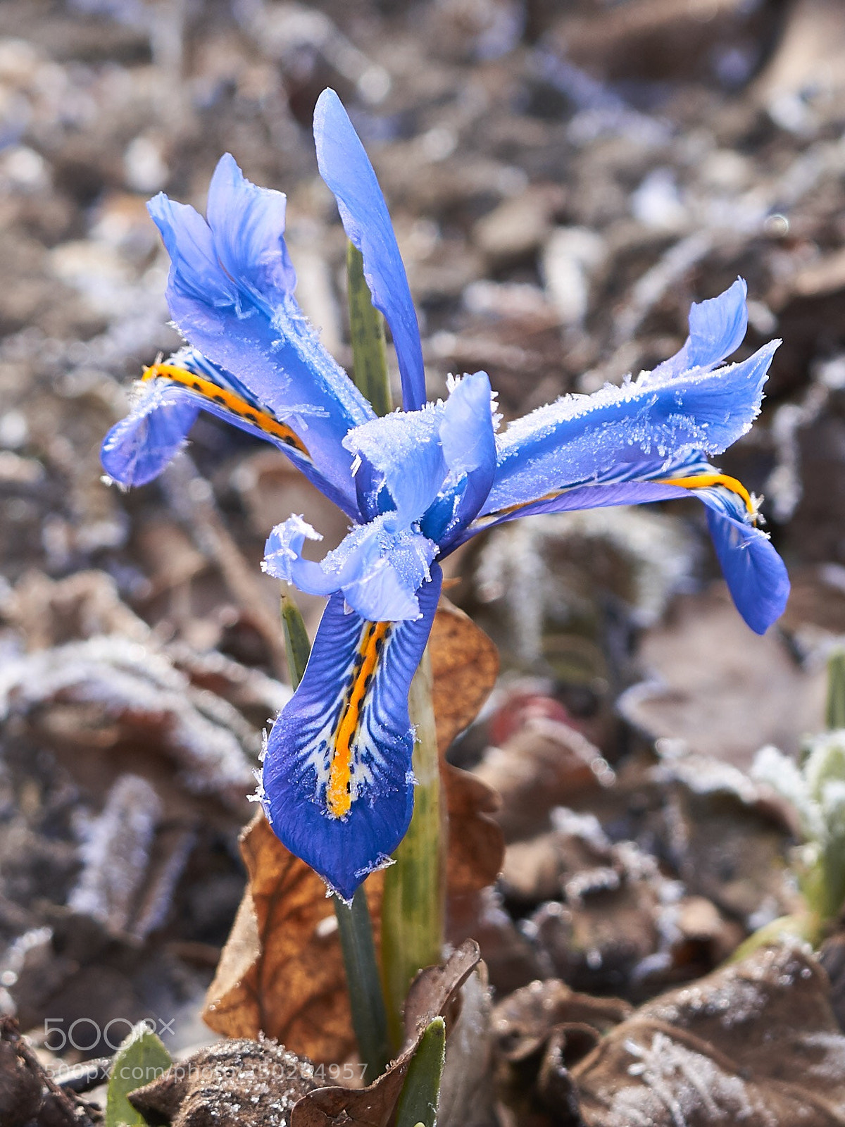 Sony a7R III sample photo. Flower photography