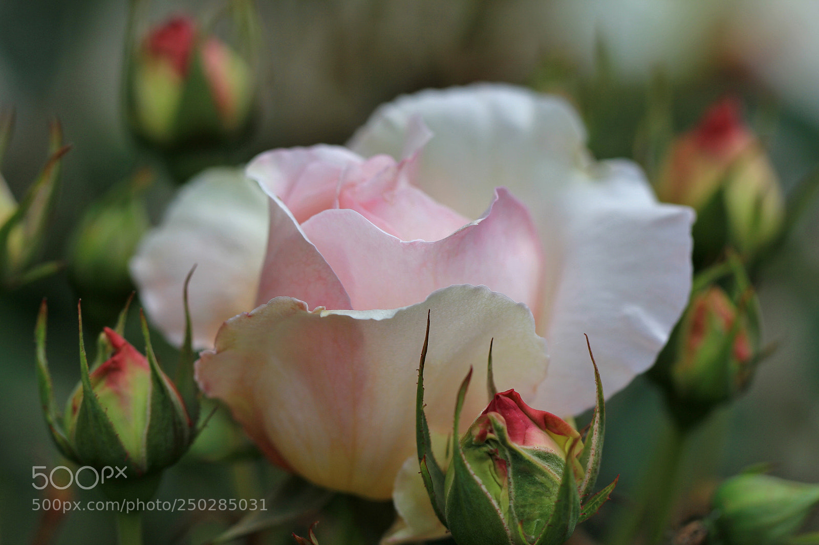 Canon EOS 60D sample photo. Pink blush rose photography