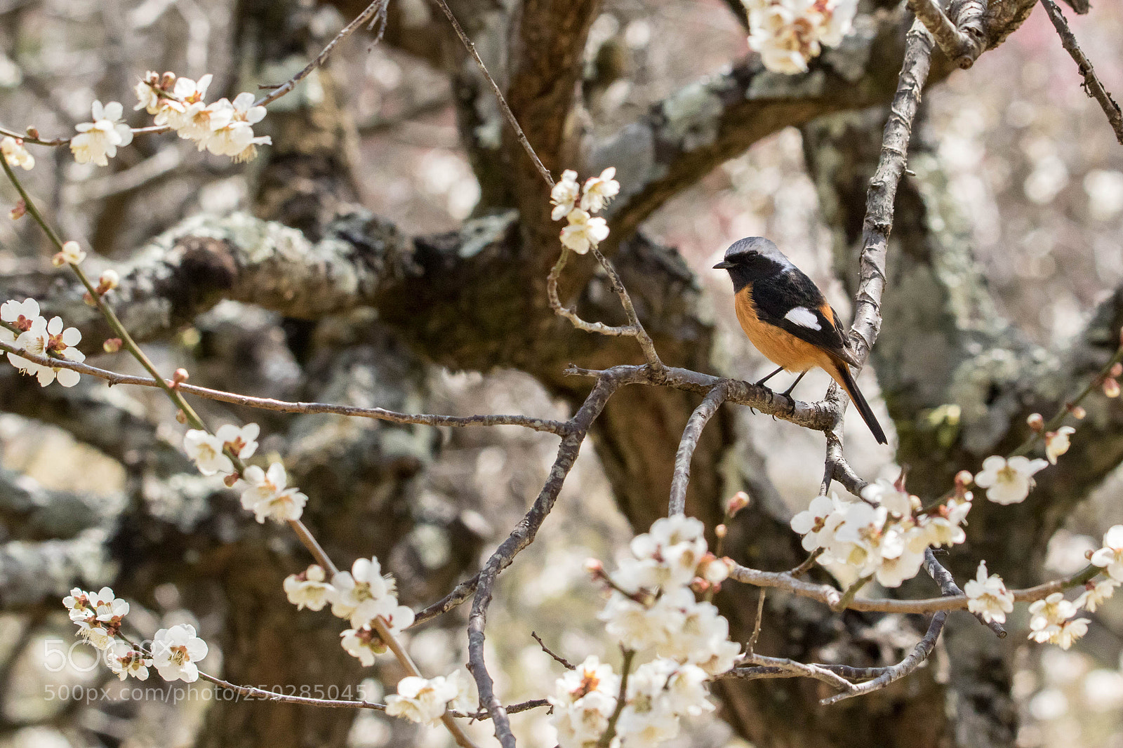 Canon EOS 7D Mark II sample photo. With plum trees photography