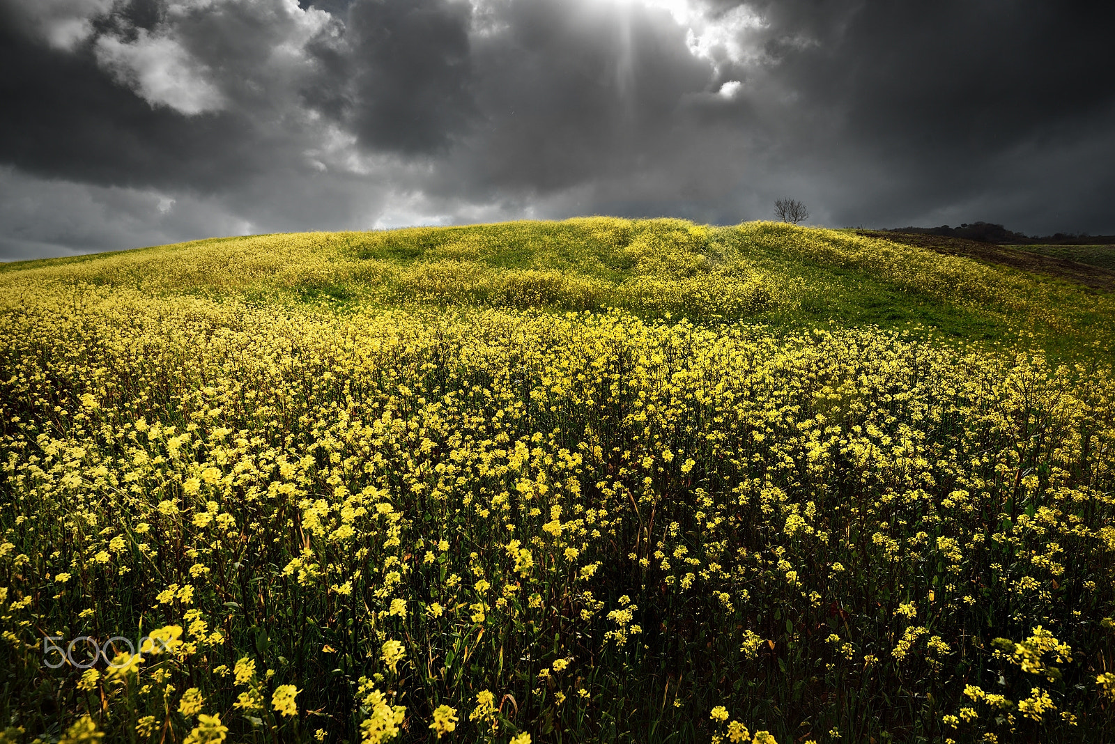 Nikon D610 + Nikon AF-S Nikkor 16-35mm F4G ED VR sample photo. Prelude to spring photography