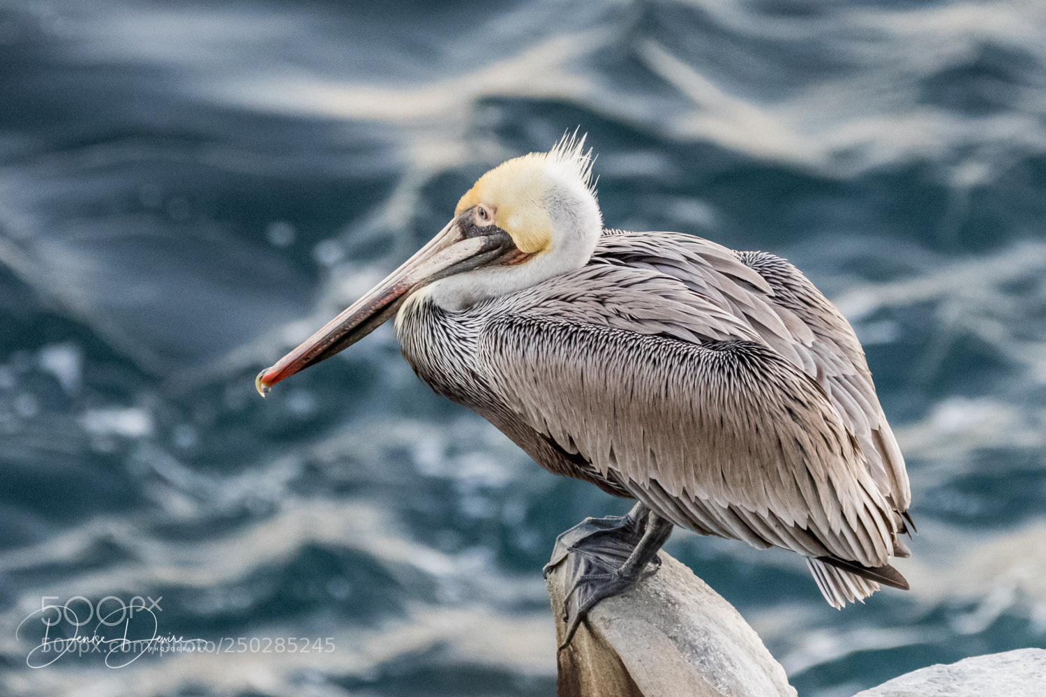 Canon EOS 7D Mark II sample photo. Brown pelican photography