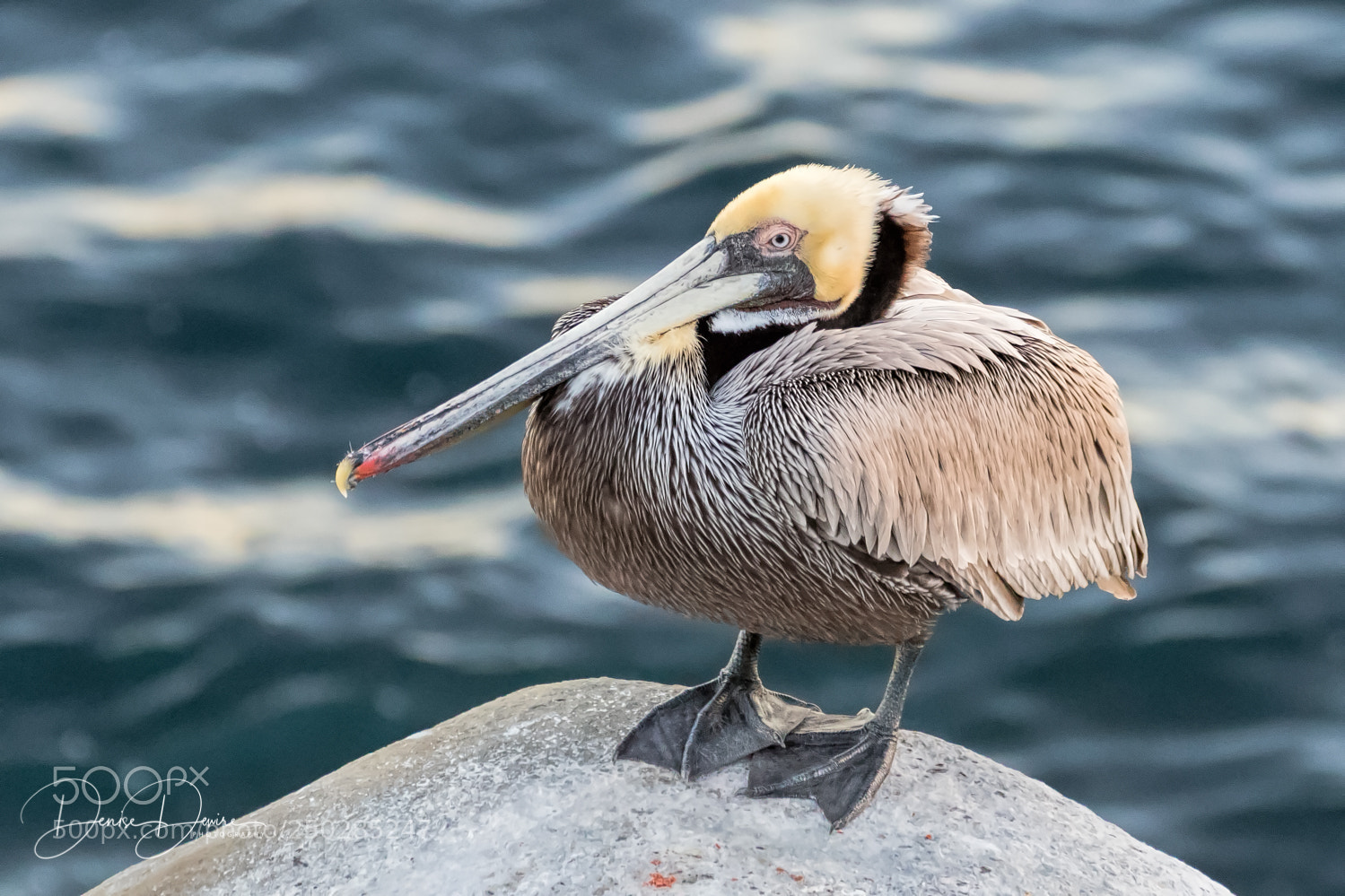 Canon EOS 7D Mark II sample photo. Brown pelican photography