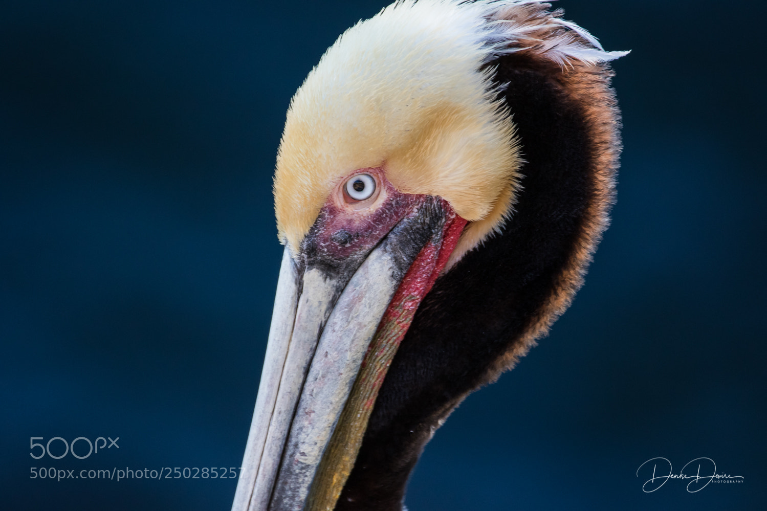 Canon EOS 7D Mark II sample photo. Brown pelican photography