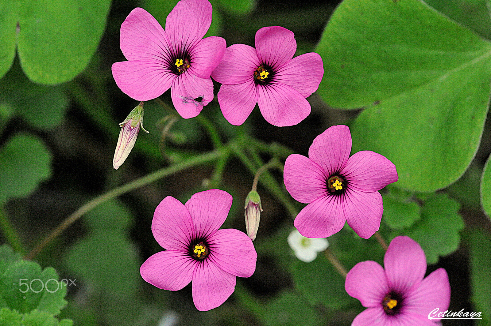 Sigma 150mm F2.8 EX DG Macro HSM sample photo. Spring photography