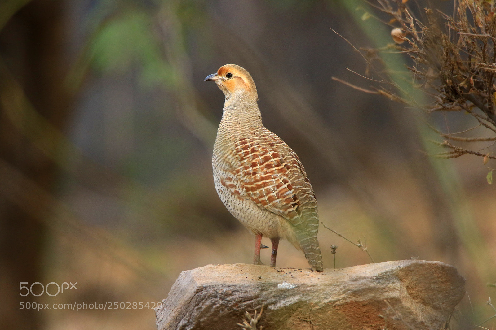 Canon EOS 7D Mark II sample photo. Grey francolin photography