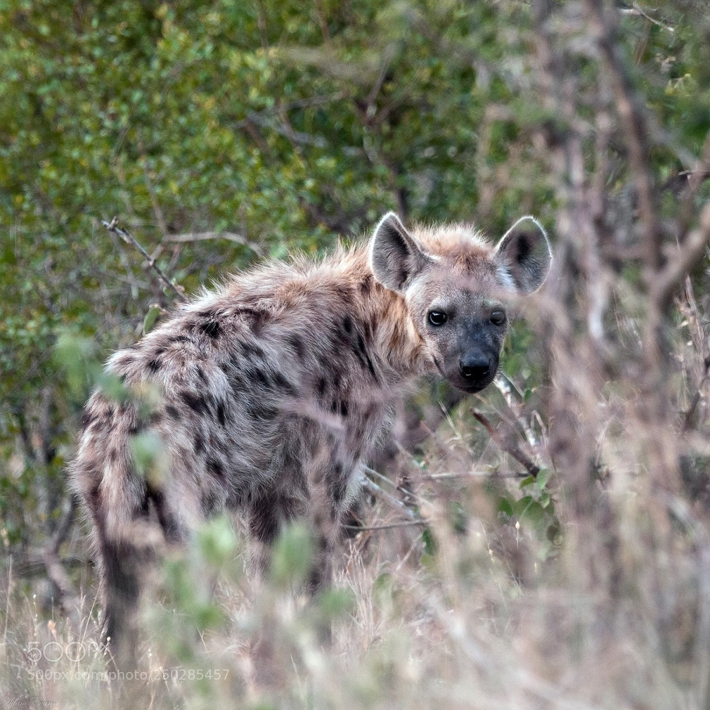 Nikon D300 sample photo. Hyena photography