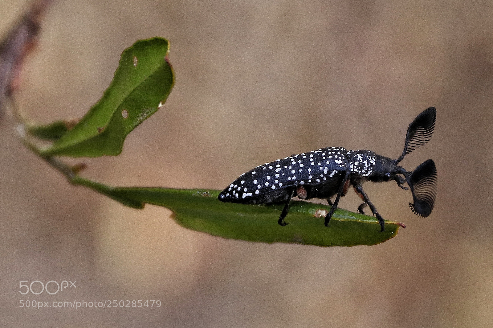 Canon EOS 80D sample photo. Feather horned beetle photography