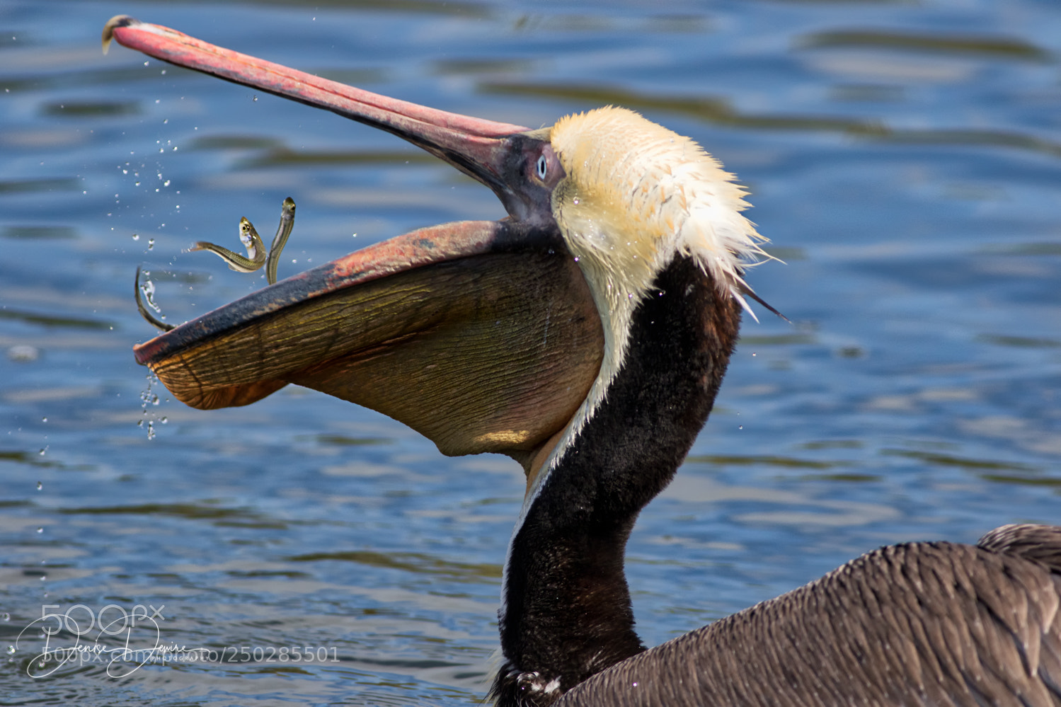 Canon EOS 7D Mark II sample photo. Brown pelican photography