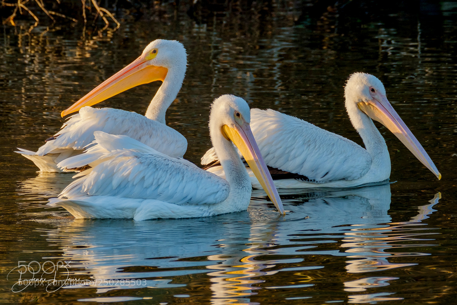 Fujifilm X-T2 sample photo. American white pelican photography